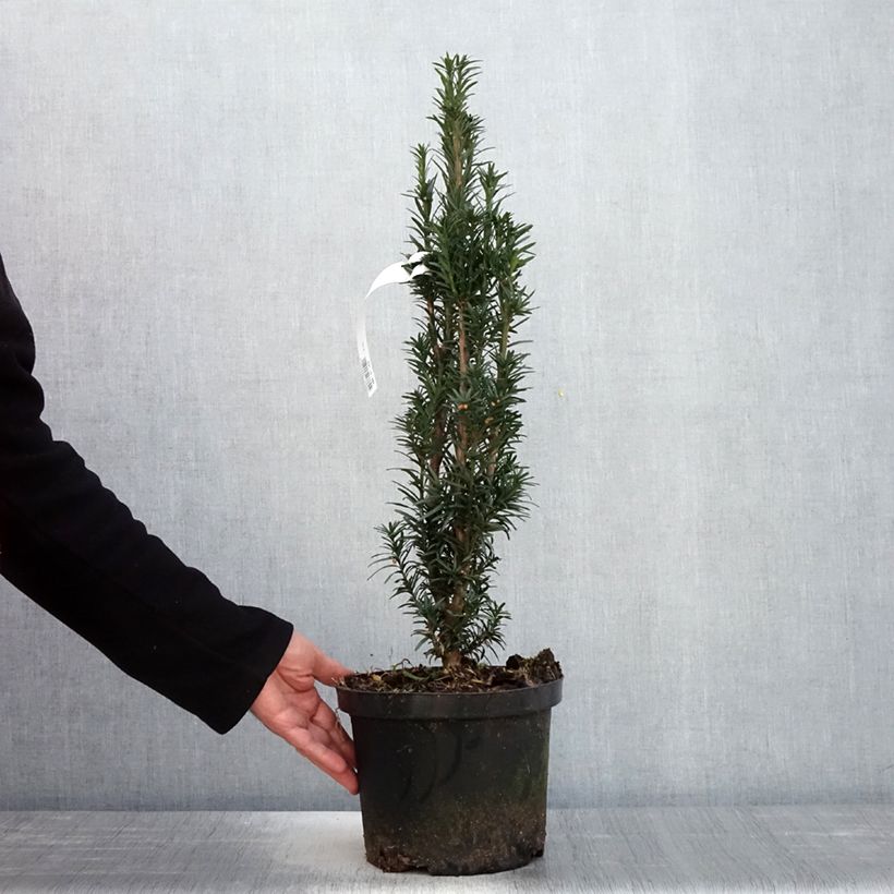 Exemplar von Säuleneibe Black Tower - Taxus baccata fastigiata Topf mit 4L/5LGelieferte Höhe ca. 30/40cm wie im Frühjahr geliefert