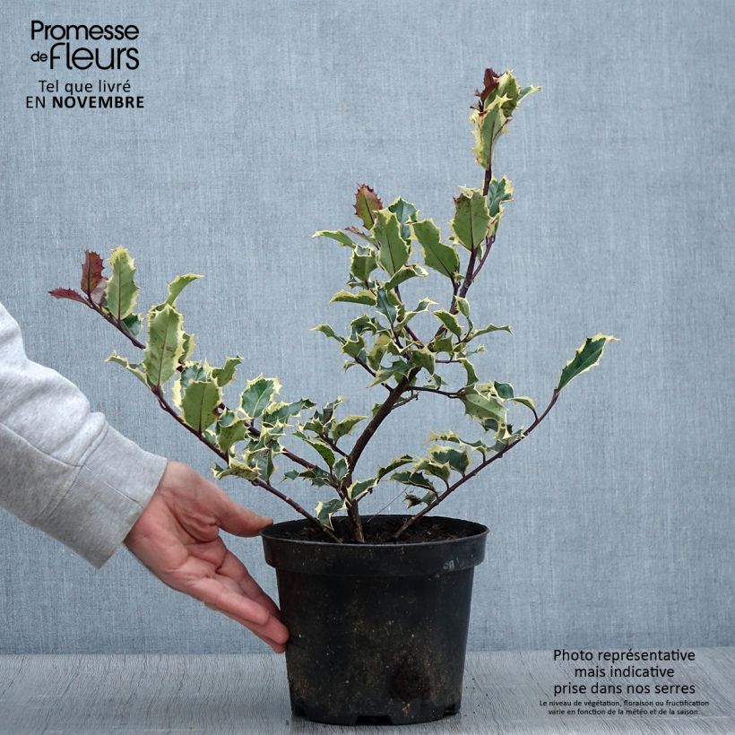 Exemplar von Stechpalme Madame Briot - Ilex aquifolium Topf mit 3L/4L wie im Herbst geliefert