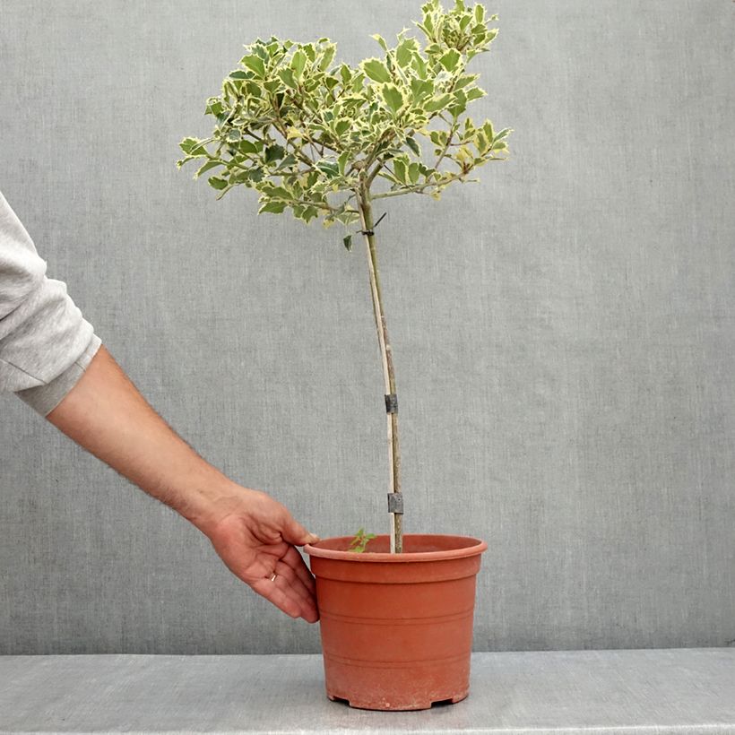 Exemplar von Weißbunte Stechpalme Silver Queen - Ilex aquifolium Topf mit 4L/5L wie im Sommer geliefert