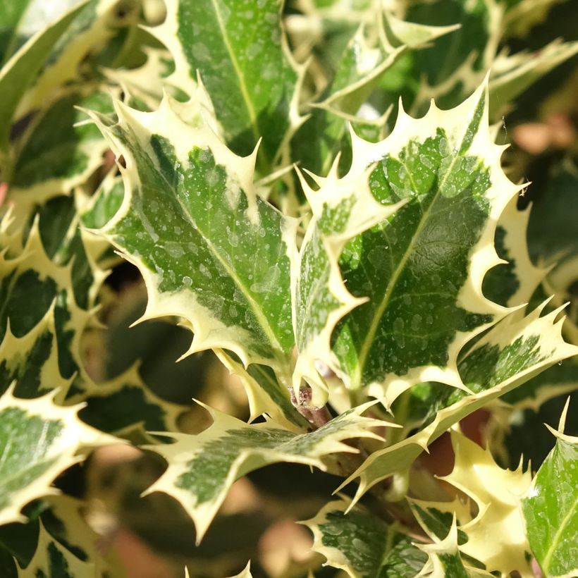 Weißbunte Stechpalme Silver Queen - Ilex aquifolium (Laub)