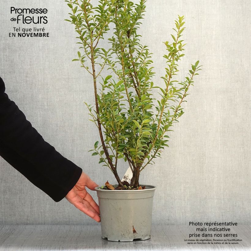 Exemplar von Ilex maximowicziana Kanehirae - Stechpalme Topf mit 3L/4L wie im Herbst geliefert