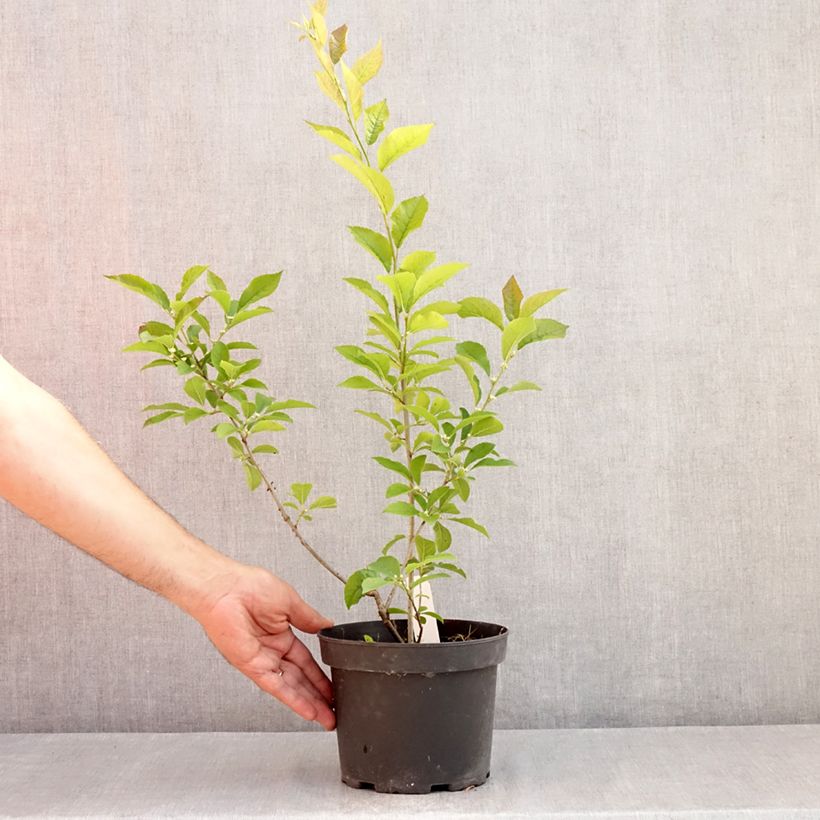 Exemplar von Ilex verticillata - Korallenhülse Topf mit 3L/4L wie im Sommer geliefert