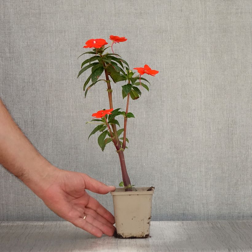 Exemplar von Sonnenlieschen SunPatiens Vigorous Orange Improved - Impatiens Kleine Töpfe von 8/9 cm wie im Sommer geliefert