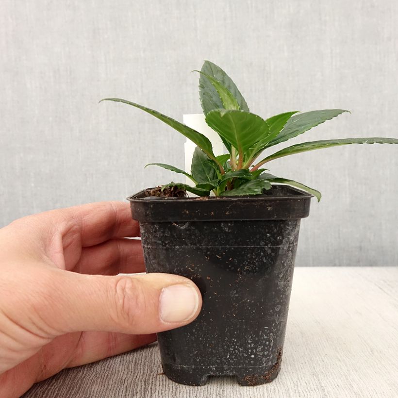Exemplar von Sonnenlieschen SunPatiens Vigorous Orange Improved - Impatiens Topf 10 cm/11cm wie im Frühjahr geliefert