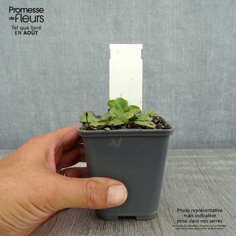 Exemplar von Inula rhizocephala - Alant Kleine Töpfe von 8/9 cm wie im Sommer geliefert