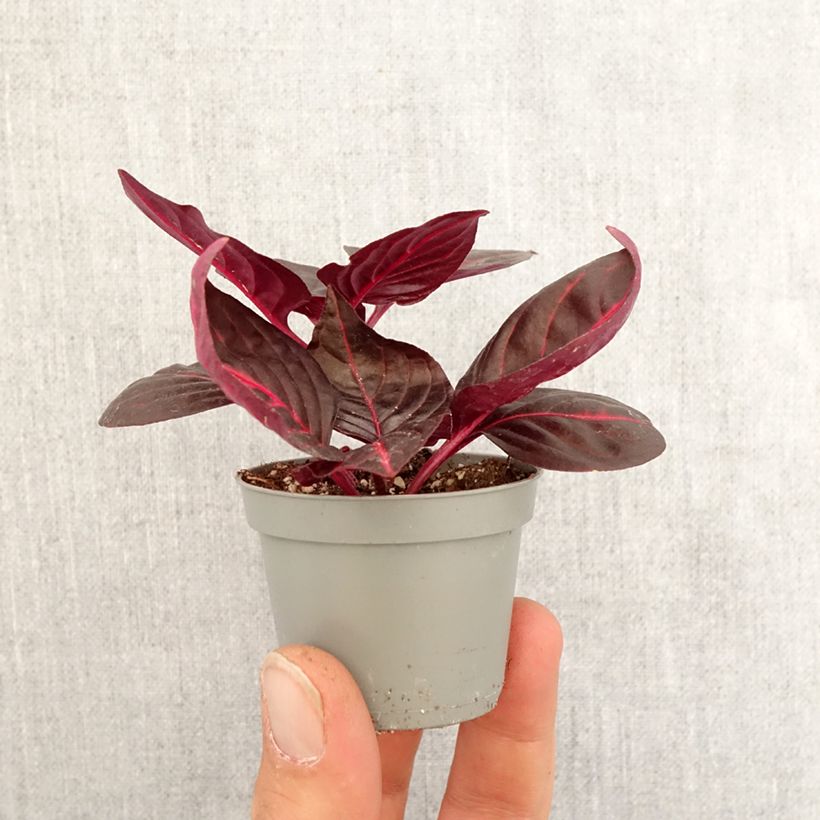 Exemplar von Iresine herbstii Bloodleaf - Blutblatt Mini-plante wie im Frühjahr geliefert