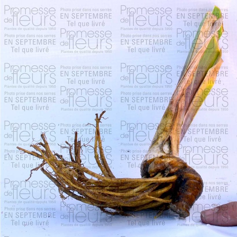 Beispiel eines Exemplars von Iris Anything Goes - Schwertlilie Kleine Töpfe von 8/9 cm wie geliefert