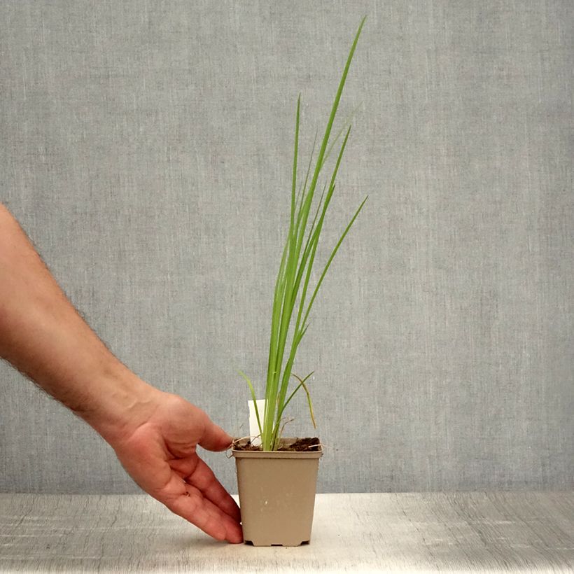 Exemplar von Iris bulleyana - Bulley-Schwertlilie Kleine Töpfe von 8/9 cm wie im Sommer geliefert