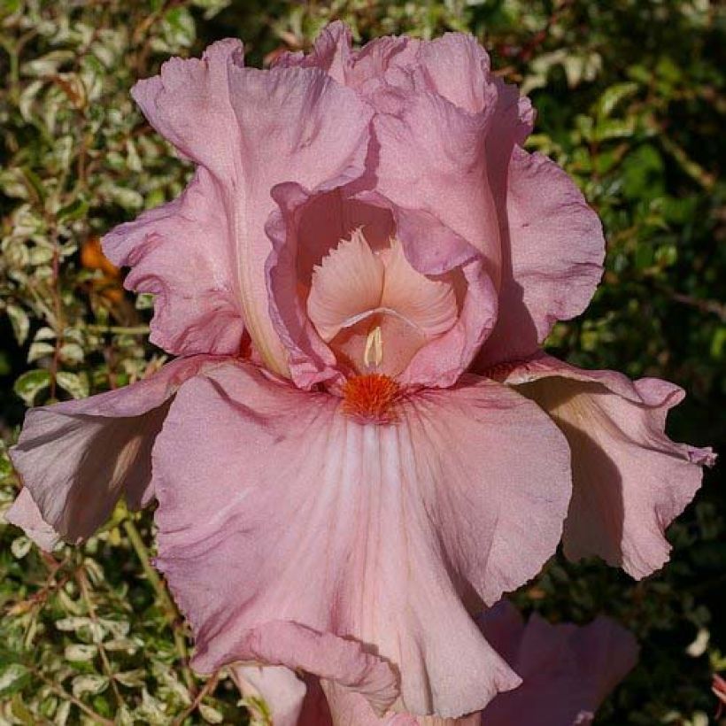 Iris Caprice de Star - Schwertlilie (Blüte)