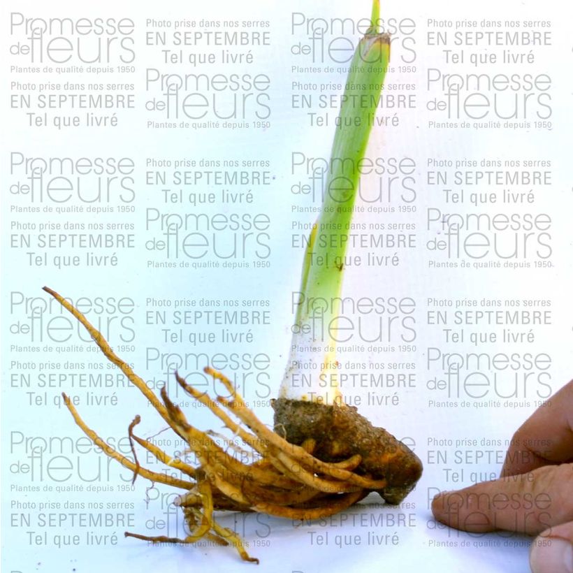 Beispiel eines Exemplars von Iris Champagne Frost - Schwertlilie Kleine Töpfe von 8/9 cm wie geliefert