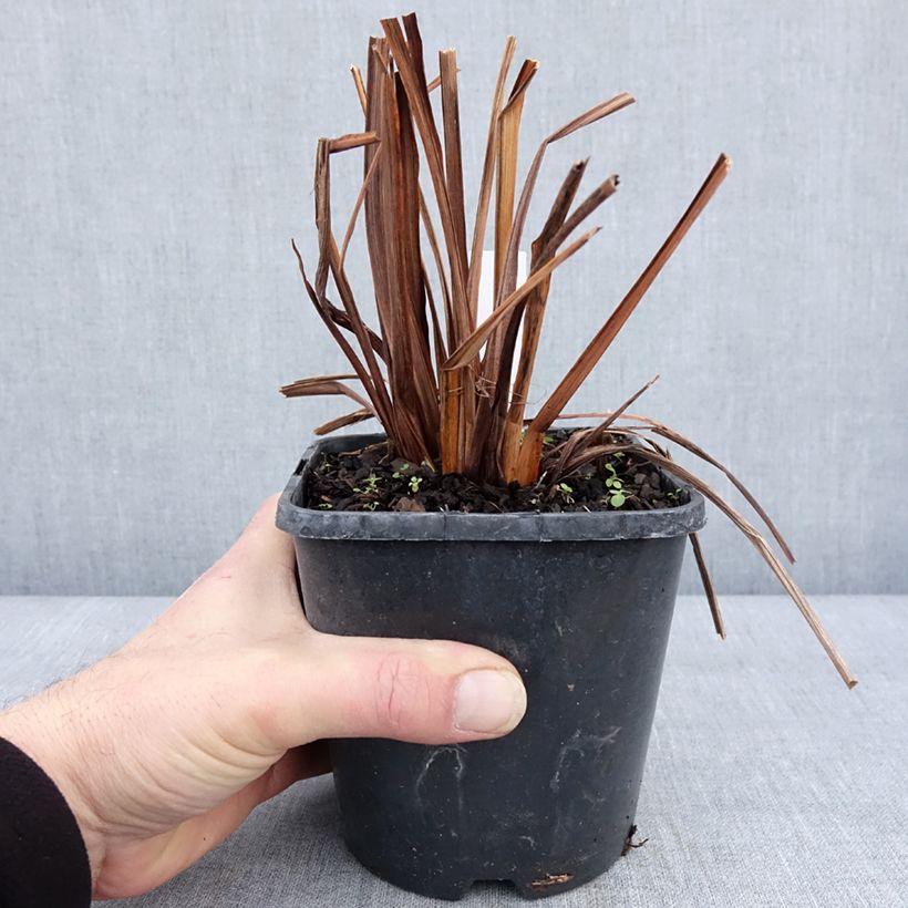 Exemplar von Iris sibirica Double Standard - Sibirische Schwertlilie Topf mit 1,5L/2L wie im Winter geliefert