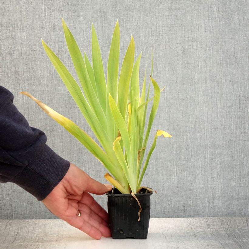 Exemplar von Belamcanda chinensis - Leopardenblume Kleine Töpfe von 8/9 cm wie im Sommer geliefert