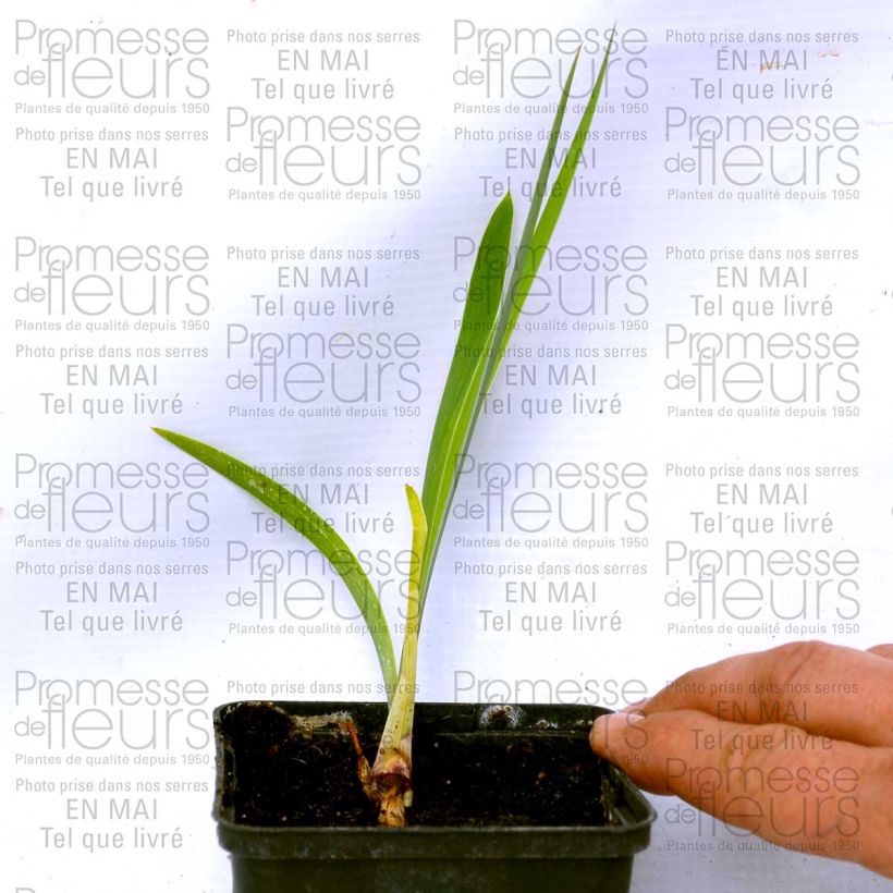 Beispiel eines Exemplars von Iris Donegal - Schwertlilie Kleine Töpfe von 8/9 cm wie geliefert