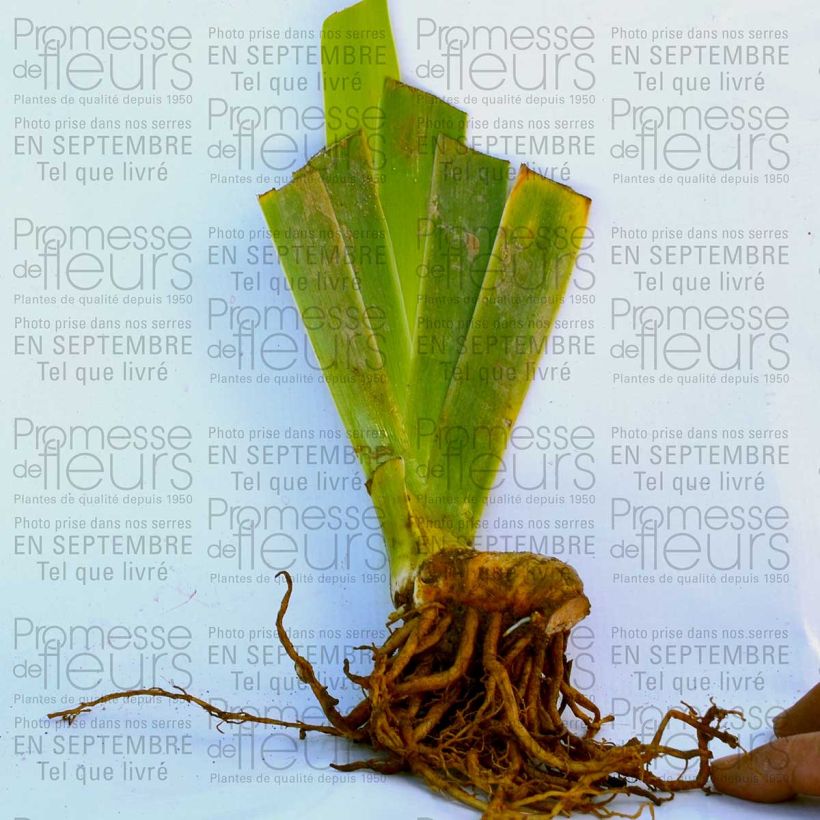 Beispiel eines Exemplars von Iris Double Espoir - Schwertlilie Kleine Töpfe von 8/9 cm wie geliefert