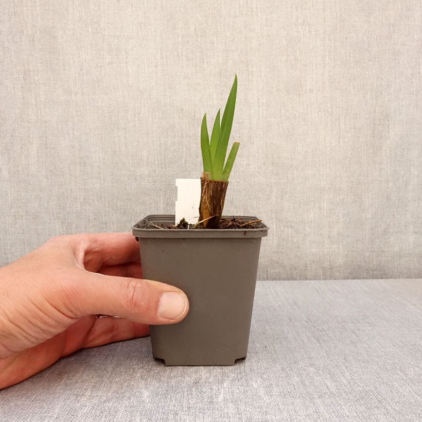 Exemplar von Iris ensata Sea of Amethyst - Japanische Schwertlilie Kleine Töpfe von 8/9 cm wie im Frühjahr geliefert