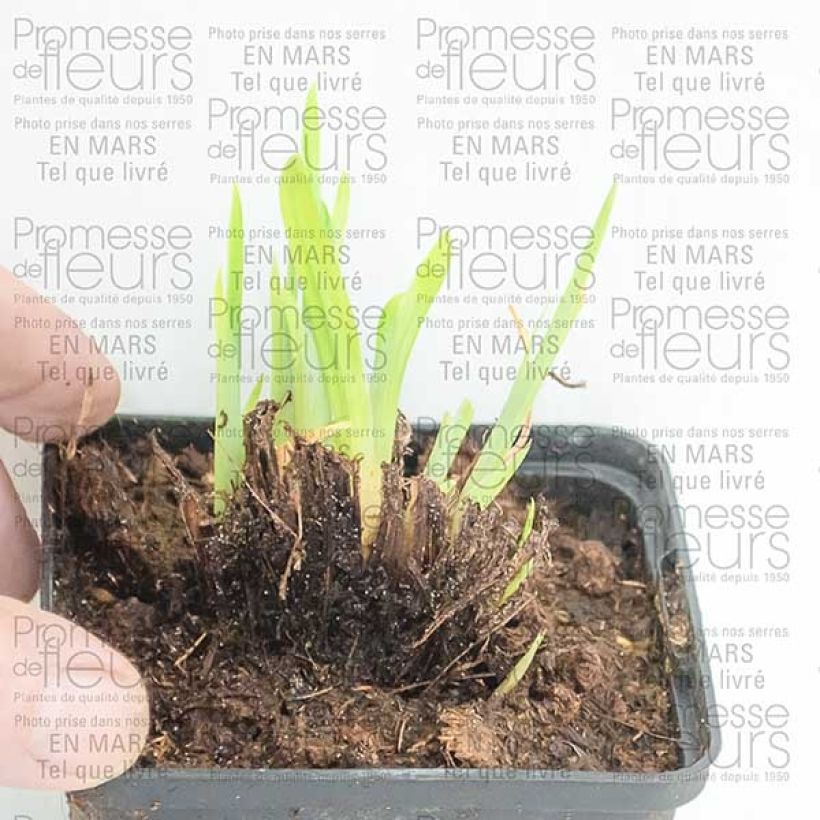 Beispiel eines Exemplars von Iris ensata Crystal Halo - Japanische Schwertlilie Kleine Töpfe von 8/9 cm wie geliefert