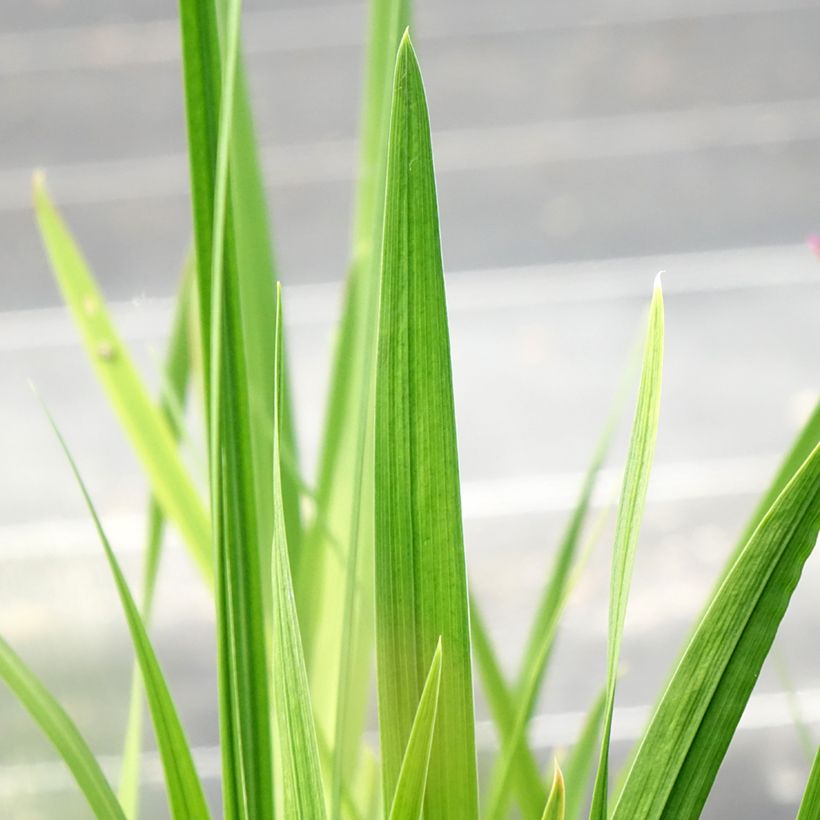Iris ensata Dinner Plate Jell-O - Japanische Schwertlilie (Laub)