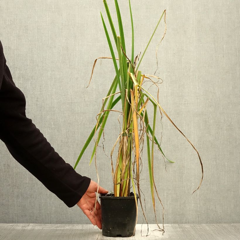 Exemplar von Iris ensata Dinner Plate Sundae - Japanische Schwertlilie Topf mit 2L/3L wie im Herbst geliefert