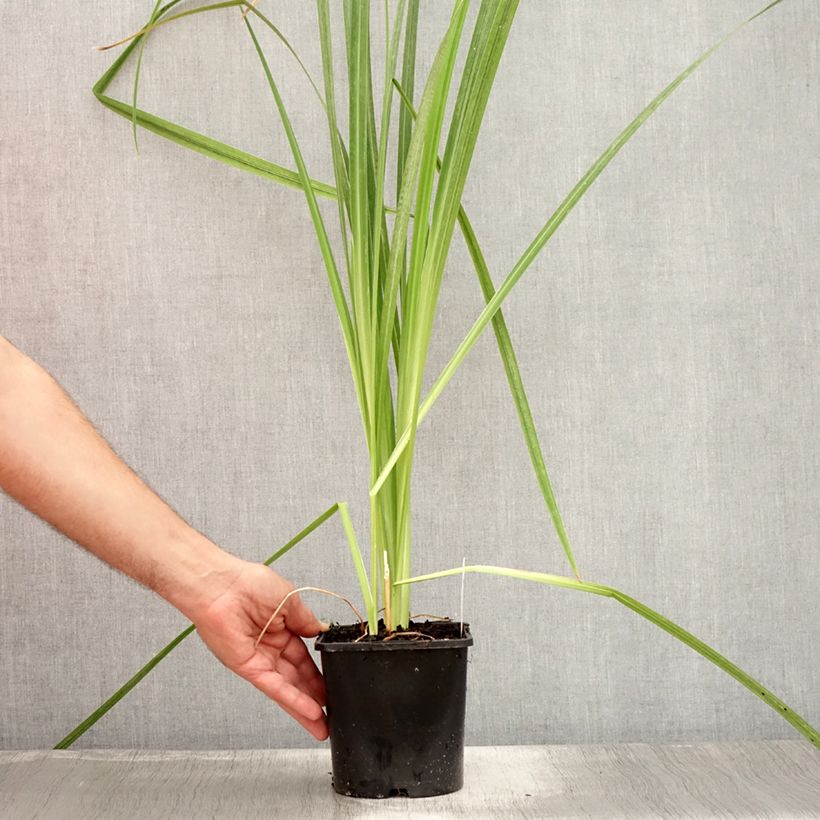 Exemplar von Iris ensata Dinner Plate Tub Tim Grob - Japanische Schwertlilie Topf mit 2L/3L wie im Sommer geliefert