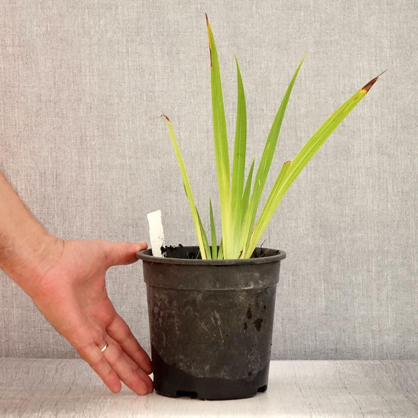 Exemplar von Iris ensata Harlequinesque - Japanische Schwertlilie Topf mit 2L/3L wie im Sommer geliefert