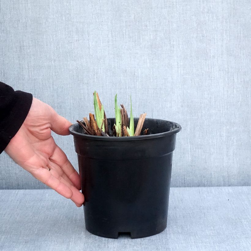 Exemplar von Iris ensata Harlequinesque - Japanische Schwertlilie Topf mit 2L/3L wie im Frühjahr geliefert