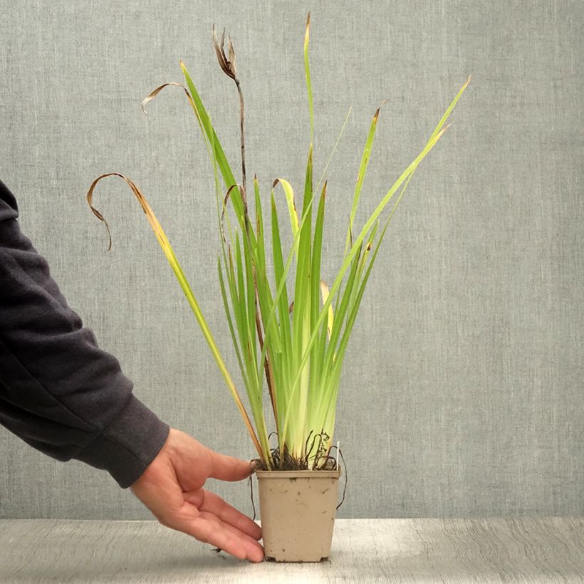 Exemplar von Iris ensata Lady in Waiting - Japanische Schwertlilie Kleine Töpfe von 8/9 cm wie im Sommer geliefert