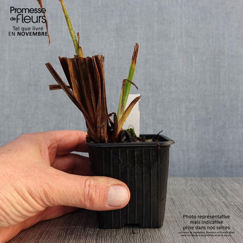 Exemplar von Iris ensata Rose Queen - Japanische Schwertlilie Kleine Töpfe von 8/9 cm wie im Herbst geliefert