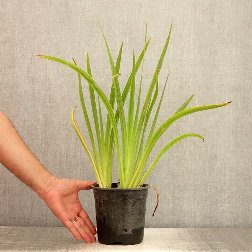 Exemplar von Iris ensata Sugar Dome - Japanische Schwertlilie Topf mit 2L/3L wie im Sommer geliefert