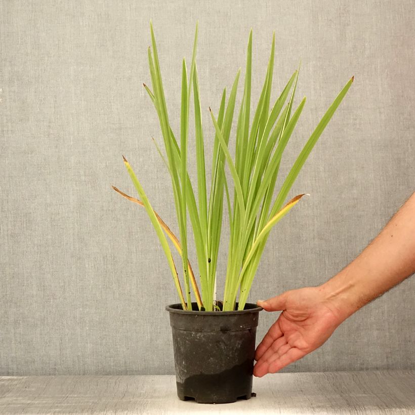 Exemplar von Iris ensata Variegata - Japanische Schwertlilie Topf mit 2L/3L wie im Sommer geliefert