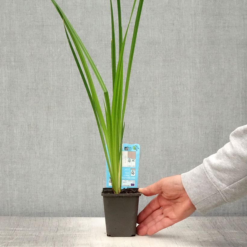 Exemplar von Iris ensata White Ladies - Japanische Schwertlilie Kleine Töpfe von 8/9 cm wie im Sommer geliefert