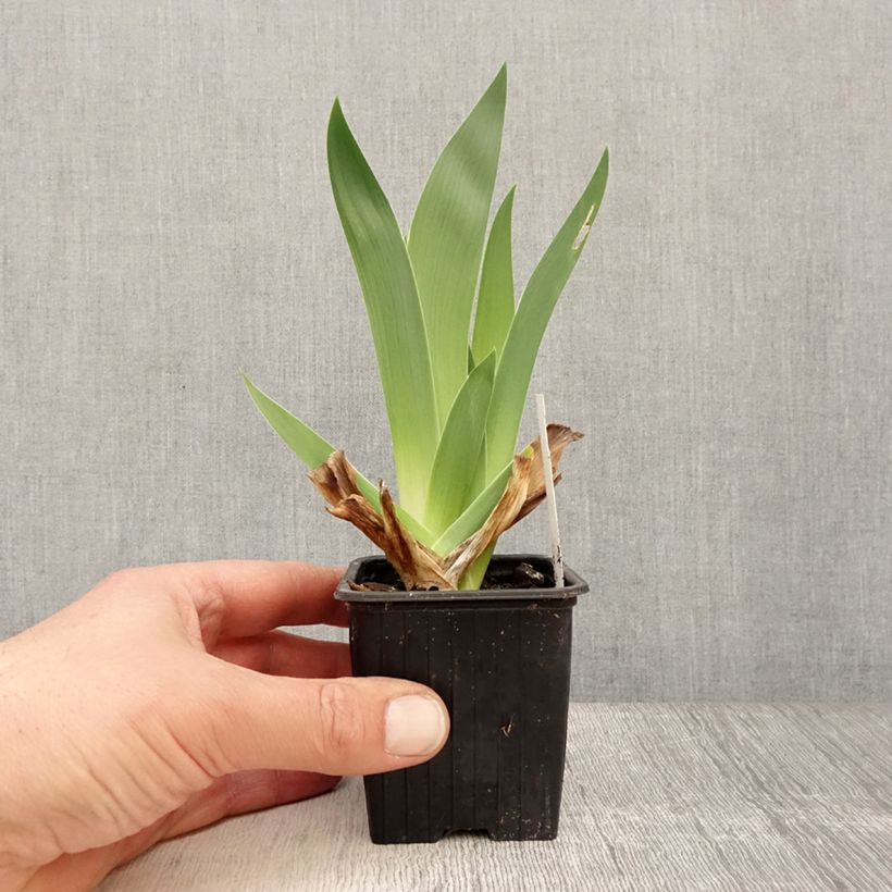 Exemplar von Iris Accent Variegata - Schwertlilie Kleine Töpfe von 8/9 cm wie im Frühjahr geliefert