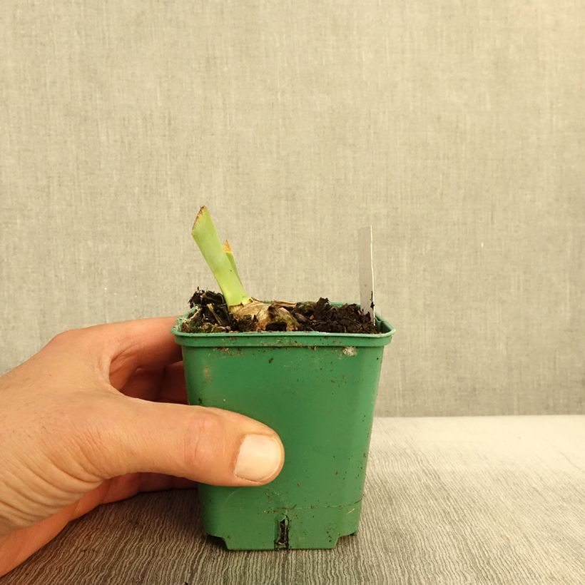Exemplar von Iris Agrippa - Schwertlilie Kleine Töpfe von 8/9 cm wie im Herbst geliefert
