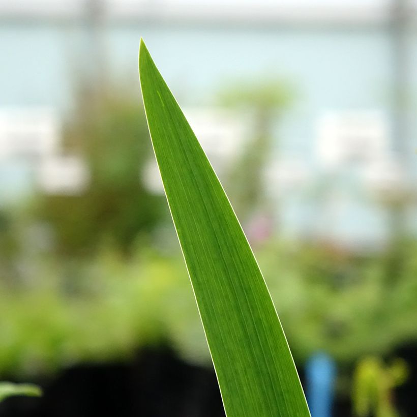 Iris Agrippa - Schwertlilie (Laub)
