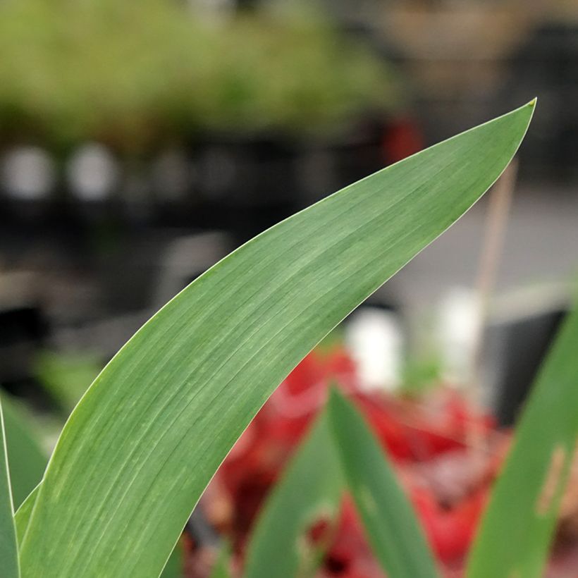 Iris Agrippa - Schwertlilie (Laub)