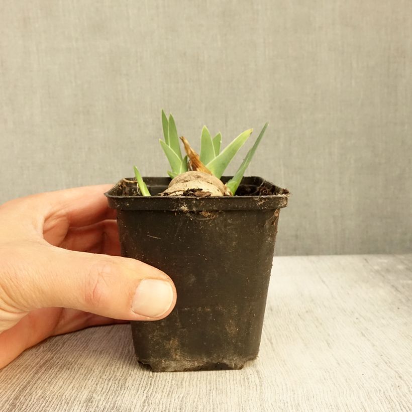 Exemplar von Iris Alizes - Schwertlilie Kleine Töpfe von 8/9 cm wie im Herbst geliefert