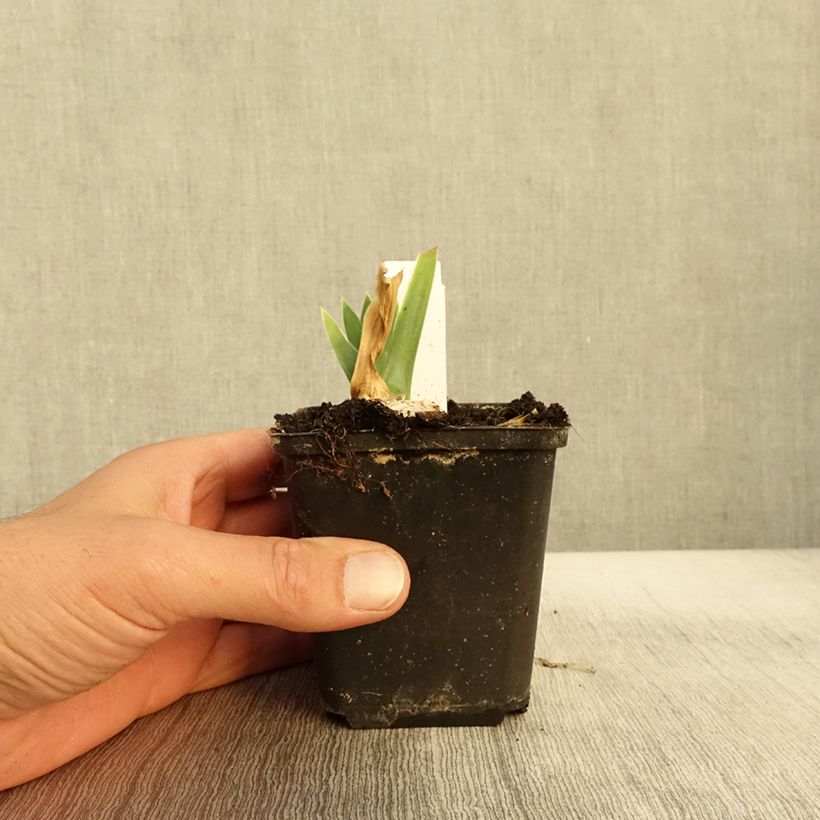 Exemplar von Iris Arctic Age - Schwertlilie Kleine Töpfe von 8/9 cm wie im Herbst geliefert