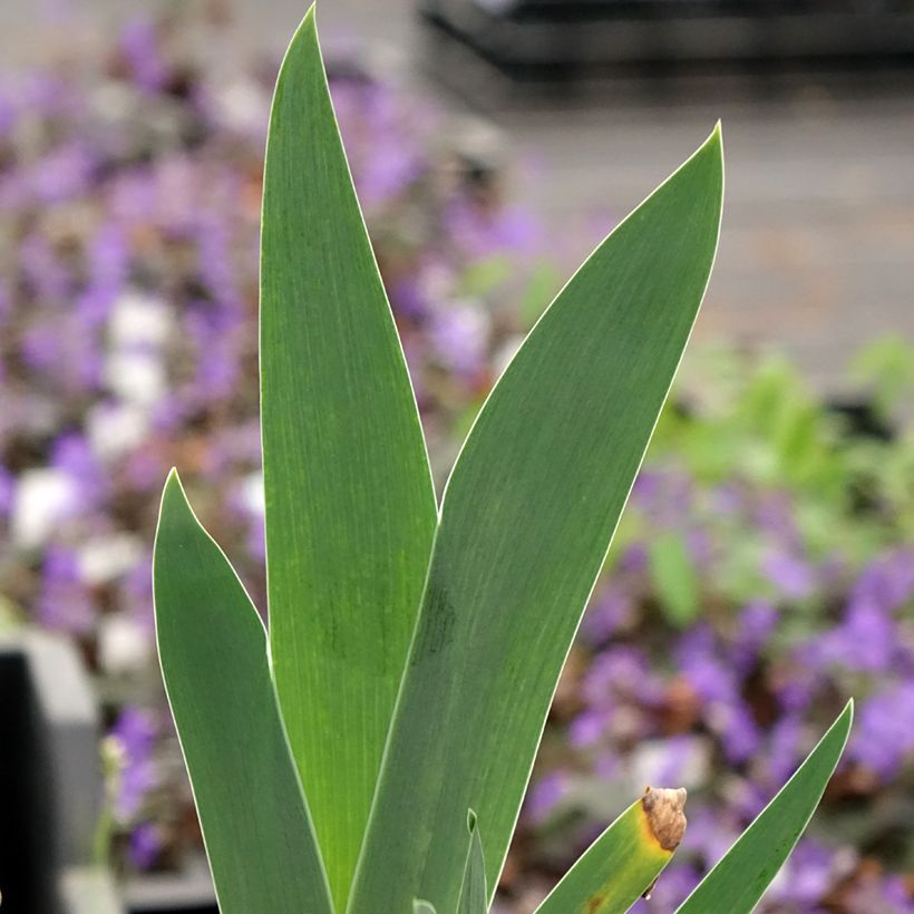Iris Arpège - Schwertlilie (Laub)