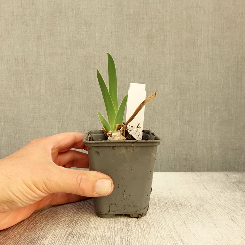 Exemplar von Iris Baie des Anges - Schwertlilie Kleine Töpfe von 8/9 cm wie im Herbst geliefert