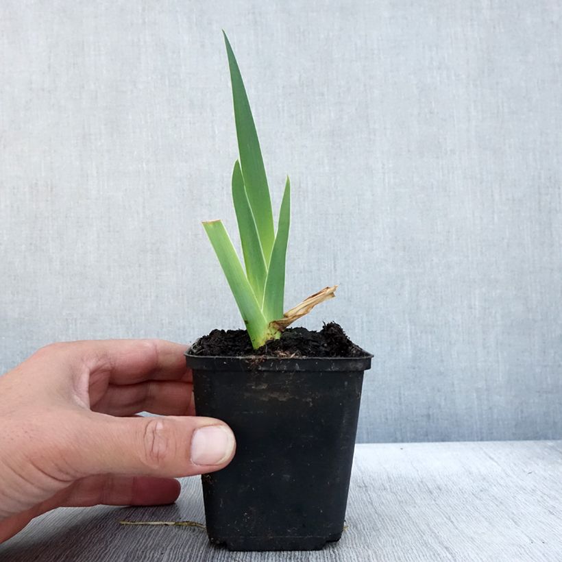 Exemplar von Iris Bébé Rose - Schwertlilie Kleine Töpfe von 8/9 cm wie im Herbst geliefert