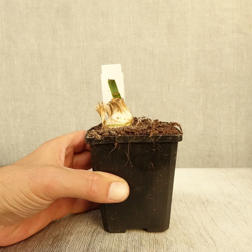Exemplar von Iris Barbata-Media Bedtime Story - Mittelhohe Bart-Iris Kleine Töpfe von 8/9 cm wie im Herbst geliefert