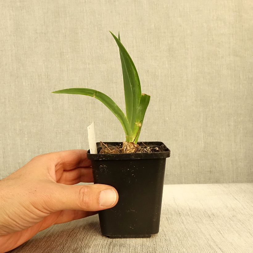 Exemplar von Iris Black Knight - Schwertlilie Kleine Töpfe von 8/9 cm wie im Herbst geliefert