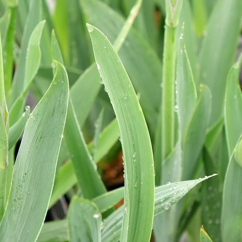 Iris Black Knight - Schwertlilie (Laub)