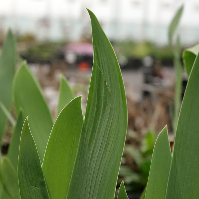Iris Black Knight - Schwertlilie (Laub)