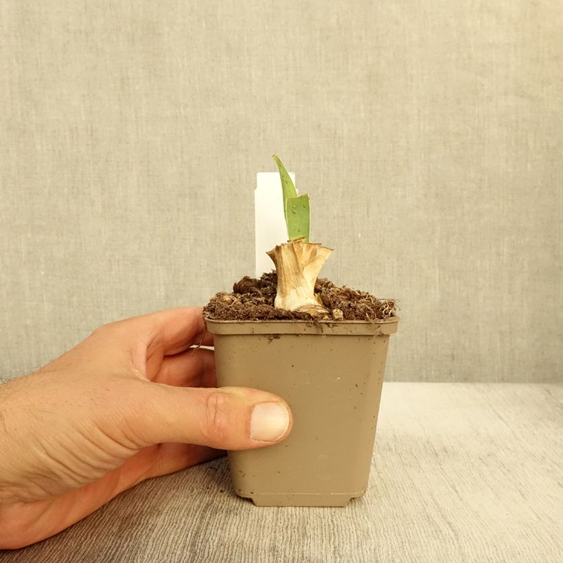 Exemplar von Iris Blessed Again - Schwertlilie Kleine Töpfe von 8/9 cm wie im Herbst geliefert