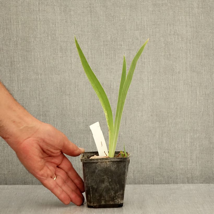 Exemplar von Iris Brin de Folie - Schwertlilie Kleine Töpfe von 8/9 cm wie im Sommer geliefert