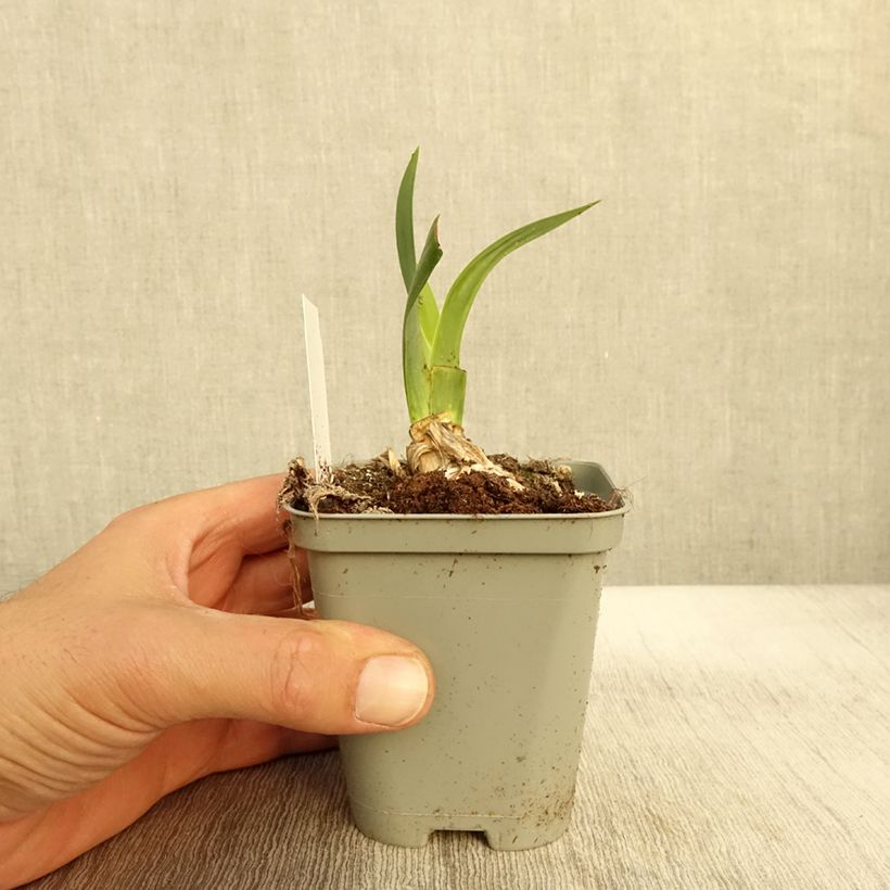 Exemplar von Iris Bullwinkle - Schwertlilie Kleine Töpfe von 8/9 cm wie im Herbst geliefert