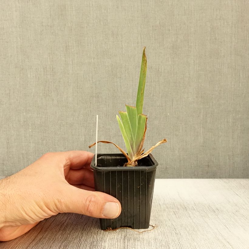 Exemplar von Iris Casino Queen - Schwertlilie Kleine Töpfe von 8/9 cm wie im Herbst geliefert