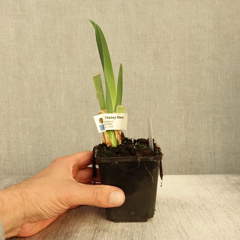 Exemplar von Iris Chelsea Bleu - Schwertlilie Kleine Töpfe von 8/9 cm wie im Herbst geliefert