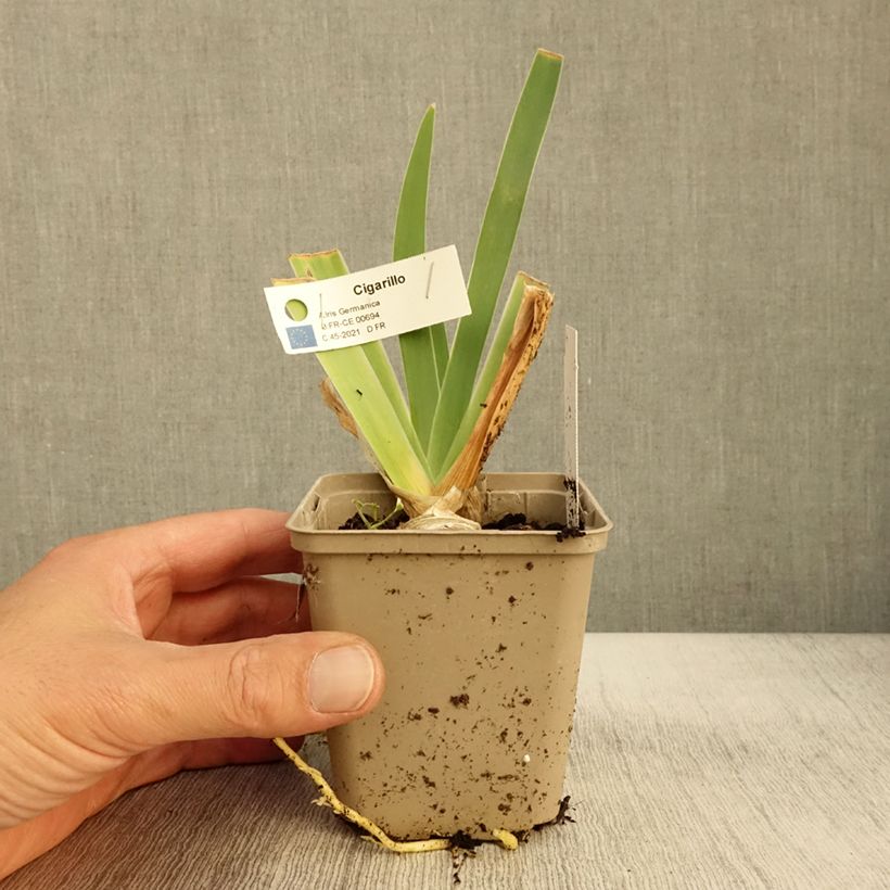 Exemplar von Iris Cigarillo - Schwertlilie Kleine Töpfe von 8/9 cm wie im Herbst geliefert