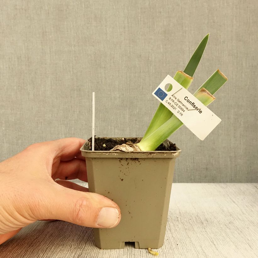 Exemplar von Iris Confiserie - Schwertlilie Kleine Töpfe von 8/9 cm wie im Herbst geliefert